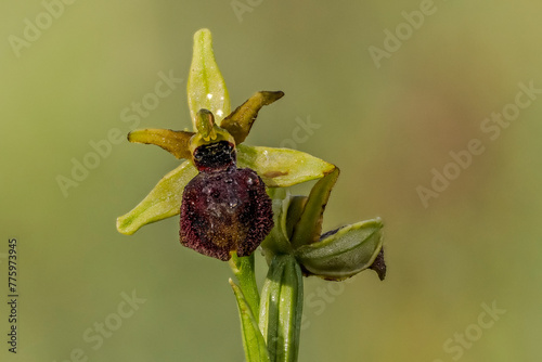 close-up of spider ophrys flower (ophrys aranifera) photo