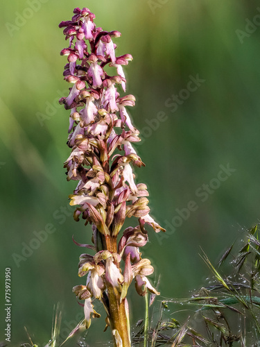 Giant orchid (barlia robertiana) in bloom on a path in Provence photo