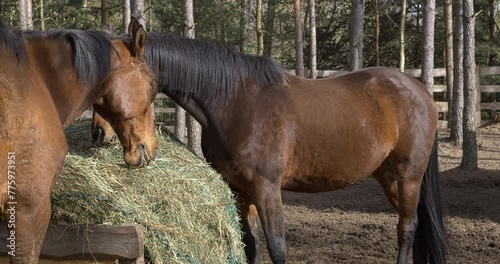 Two horses eats hay from a slow feeder hay net in a paddock in a forest outdoor area. 