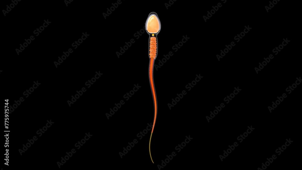 Anatomy of sperm head 3d illustration