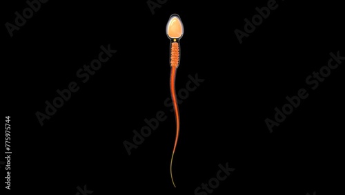 Foto Anatomy of sperm head 3d illustration