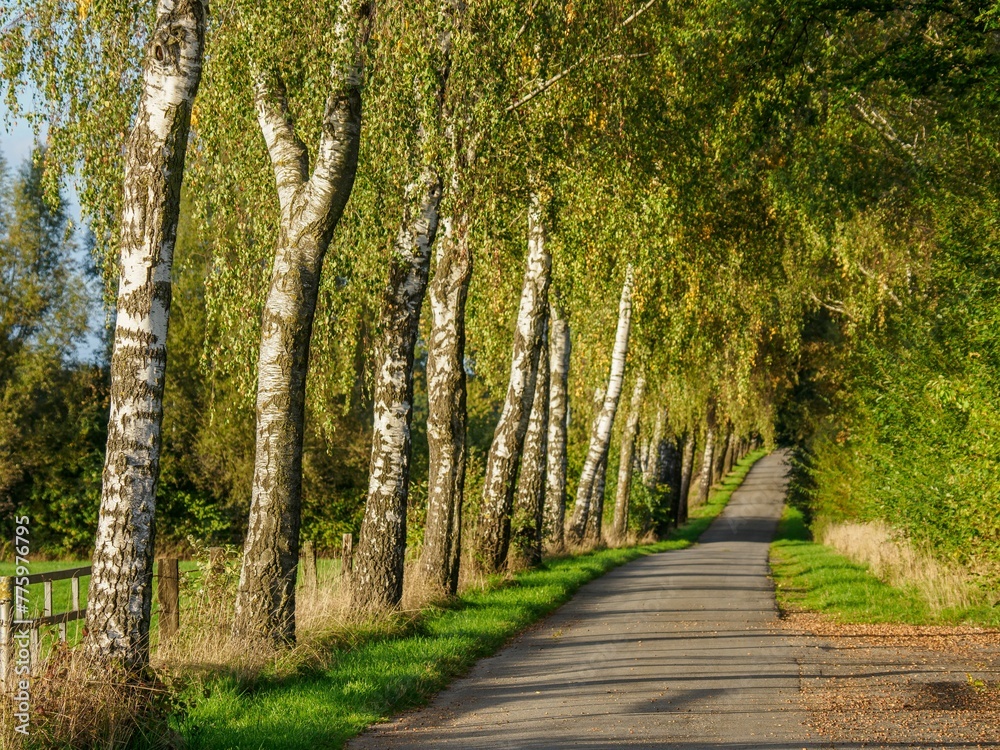 Landscape view of the alley. muensterland, westphalia, Germany