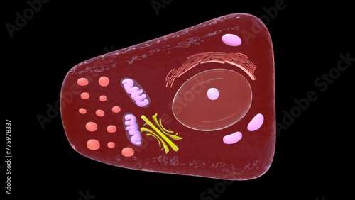 Foveolar cell or surface mucous cell of the stomach wall, secretes mucus  which cover the stomach wall 3d illustration photo