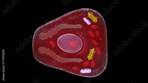Foveolar cell or surface mucous cell of the stomach wall, secretes mucus  which cover the stomach wall 3d illustration photo