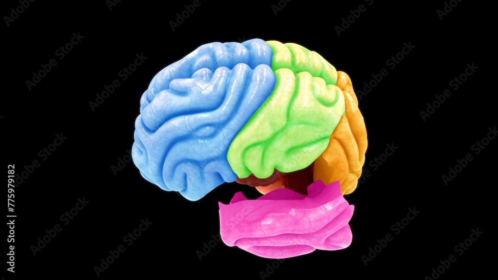Brain lobes isolated in black background 3d illustration - obrazy, fototapety, plakaty 