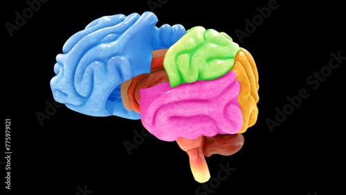 Brain lobes isolated in black background 3d illustration photo