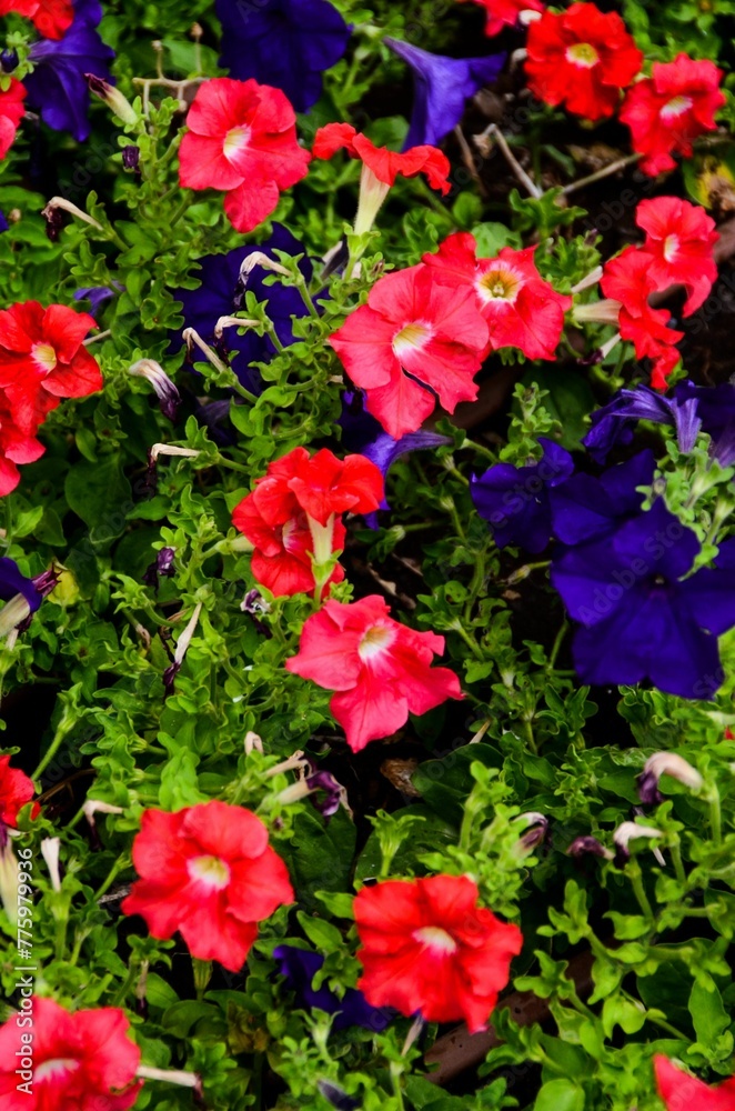 Image of a red and purple flowers in the green leaves.
