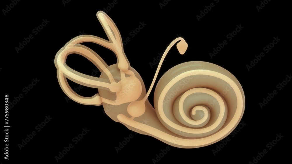 Endolymph is a physiological fluid that fills the inner ear's 3d ...