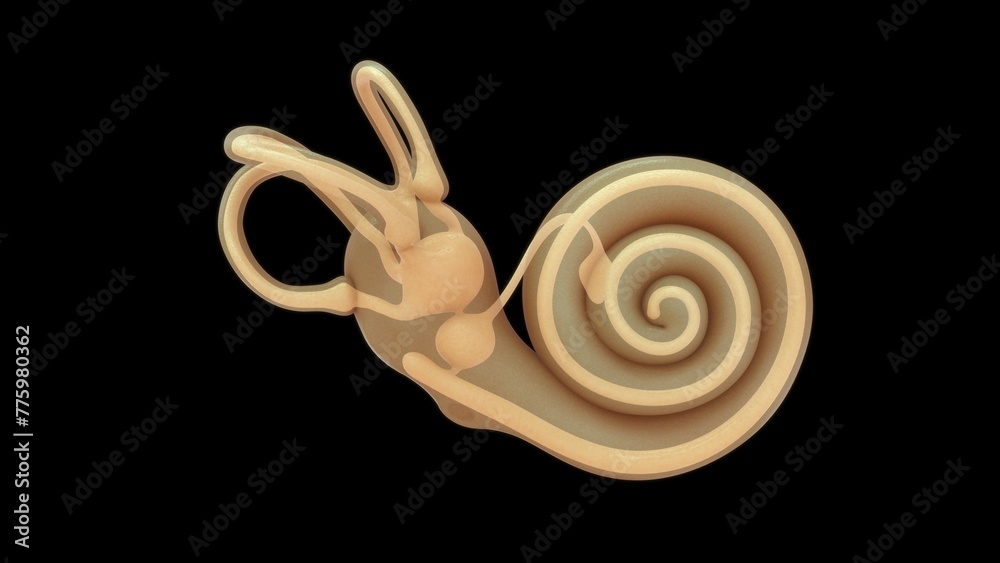 Endolymph is a physiological fluid that fills the inner ear's 3d ...