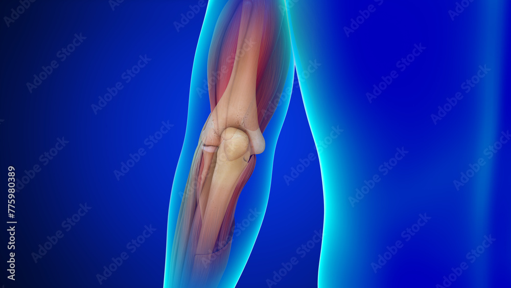 Human Elbow joint bones 3d illustration - obrazy, fototapety, plakaty 