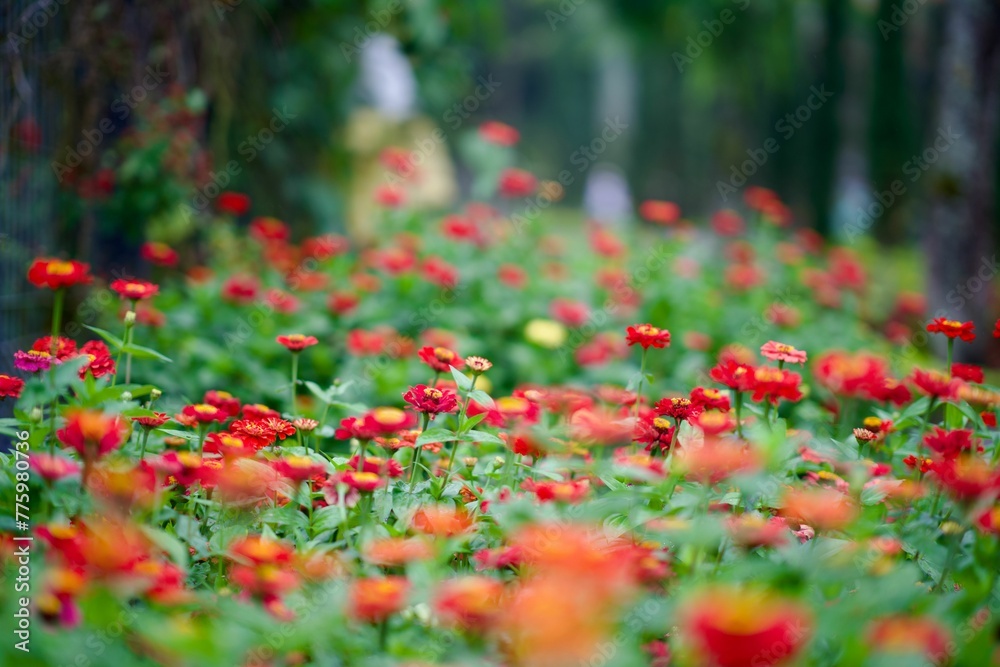 Beautiful garden with blooming red marigold flowers
