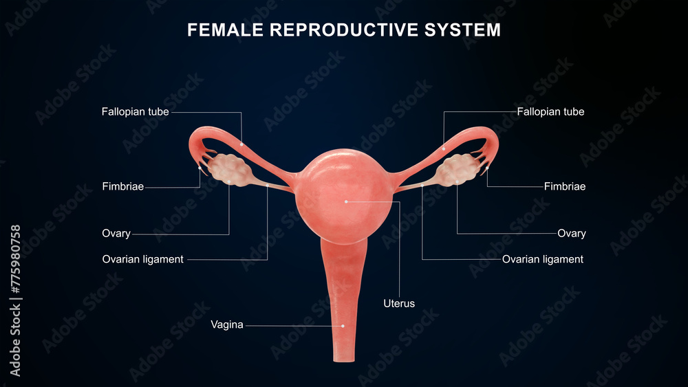 Anatomy of female reproductive system 3d illustration Stock ... Biology Diagrams