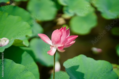 Closeup shot of a blooming pink water lily on a lake surface