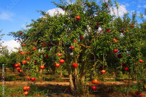 Red ripe pomegranate fruit on tree branch in the garden. 