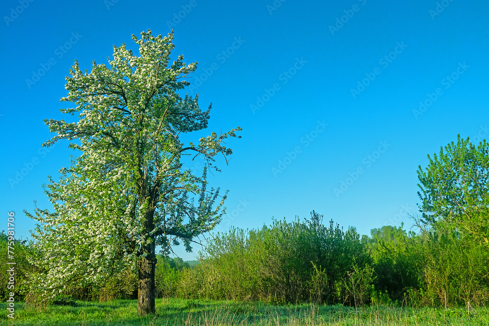 Wild pear Pyrus communis) friendly flowering in the forest-steppe, crab stock for steppe afforestation, fields protective and roadside plantings, ancestral plant. Floodplain of the Don River. Russia Wild pear Pyrus communis) friendly flowering in the forest-steppe, crab stock for steppe afforestation, fields protective and roadside plantings, ancestral plant. Floodplain of the Don River. Russia