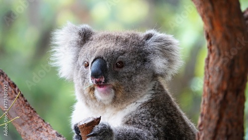 Fototapeta Naklejka Na Ścianę i Meble -  Koala bear cute Australian animal