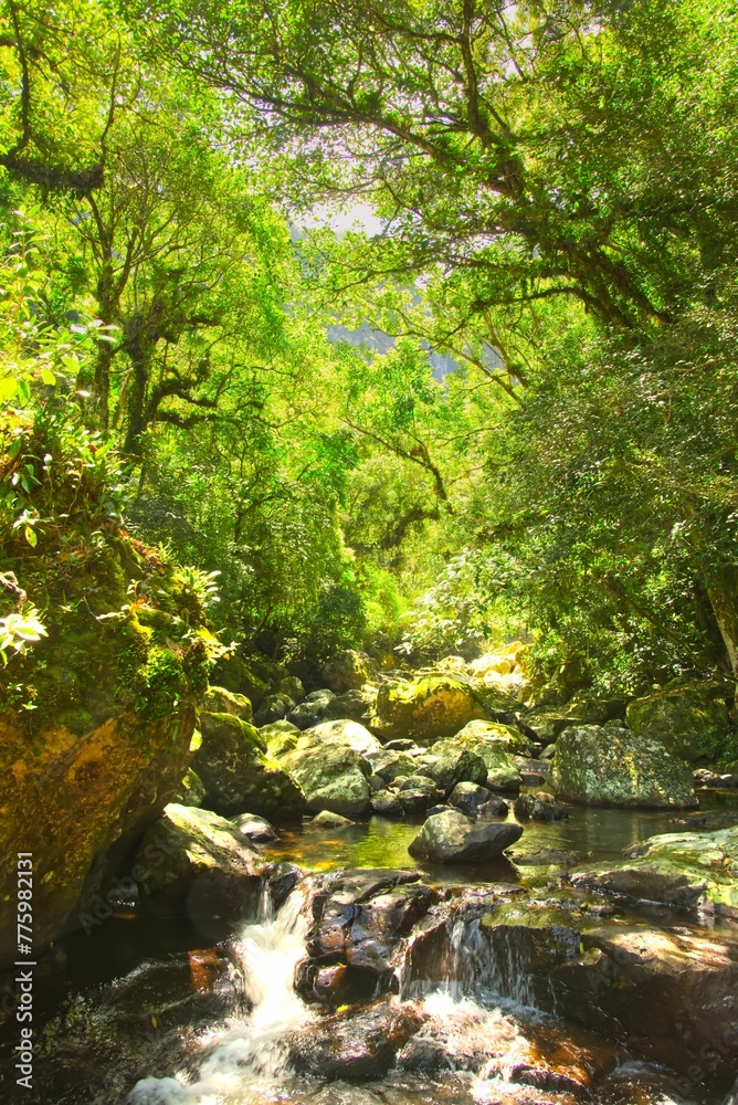 Vertical shot of a river flowing through rocks in a forest on a sunny day Vertical shot of a river flowing through rocks in a forest on a sunny day