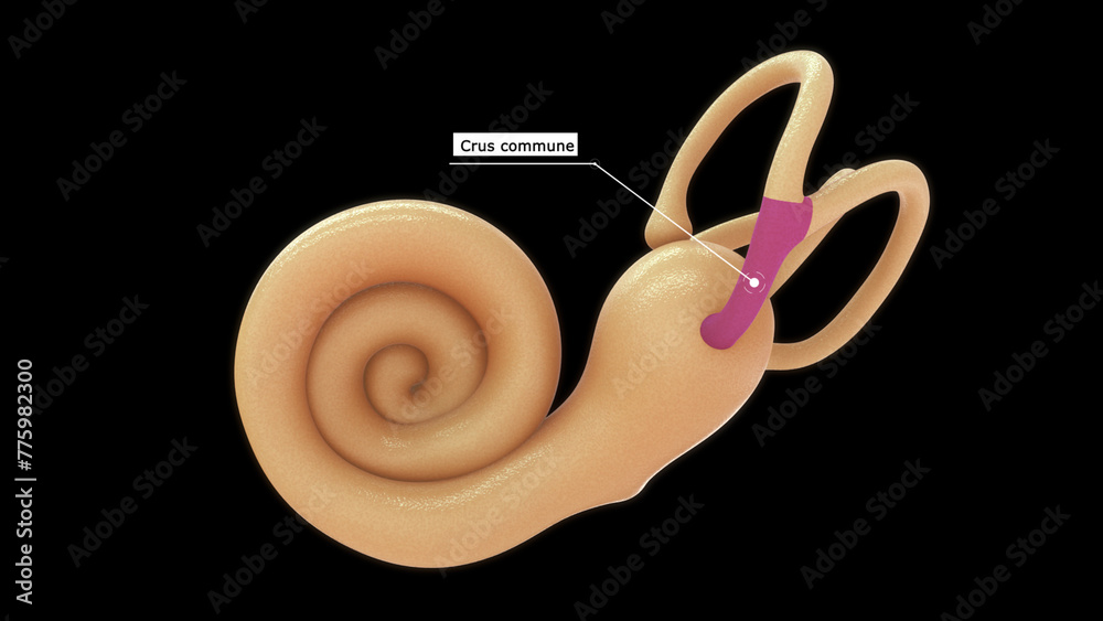 Anatomy of human ear (Crus commune) 3d illustrator  - obrazy, fototapety, plakaty 