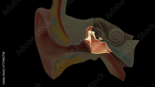 Canvas Print Anatomy of middle ear 3d illustration