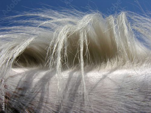 white horse hair closeup against clear sky background, backlit
