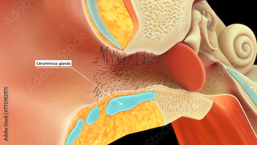 Ceruminous glands in human ear 3d illustration