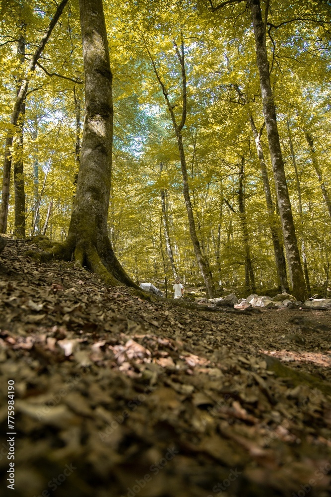 Fototapeta premium Vertical cloesup shot of dry leaves on the ground and trees with yellow leaves in autumn