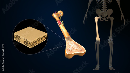 Bone matrix (composite material consisting of organic and inorganic components) 3d illustration photo