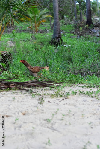 as galinhas são criadas no sertão soltas nos quintais. elas colocam seus ovos muitas vezes ali mesmo nos matos, aves domésticas. galos e galinhas soltas na natureza photo