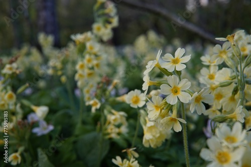 Selective focus shot of primrose flowering plants in the garden with blur background