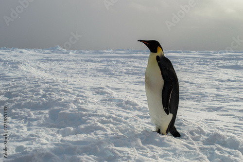 lonely emperor penguin at the antarctica