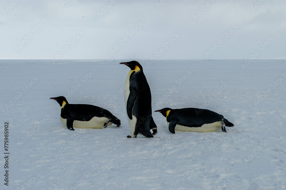 Obraz premium Colony of emperor penguins at the antarctica, keep walking or sliding