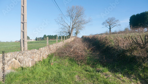 Camino rural bloqueado por ramas de poda photo