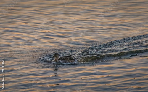 Mallard or wild duck (Anas platyrhynchos) swimming on the water at sunset