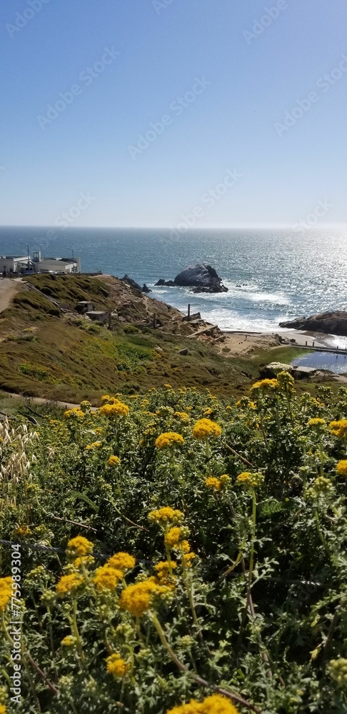 Vertical shot of flowers in a coast landscape in San Francisco