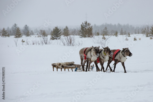 Reindeer in Lapland  Finland. Lapland is the capital and largest city of Finland in winter