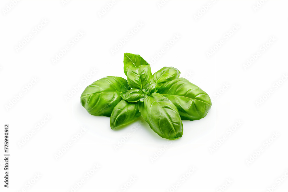 High-quality image of isolated basil leaves on a crisp white background, perfect for design and culinary uses High-quality image of isolated basil leaves on a crisp white background, perfect for design and culinary uses