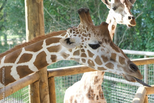 Photography portrait of a giraffe