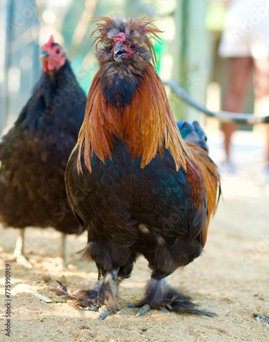 rooster in the farm