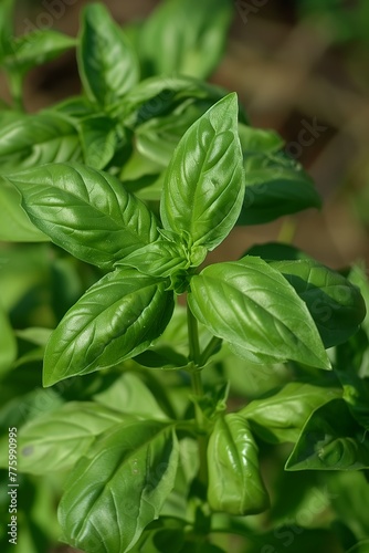 Bright sunlight filters through the fresh basil leaves, highlighting their texture and rich green hue in a garden