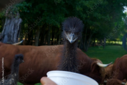 EMU