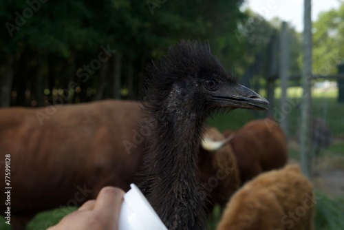 EMU