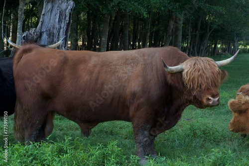 highland cow with calf