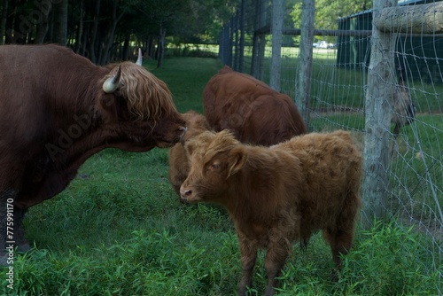 highland cow and calf