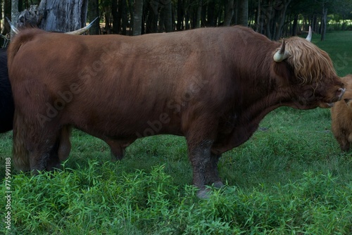 cow and calf