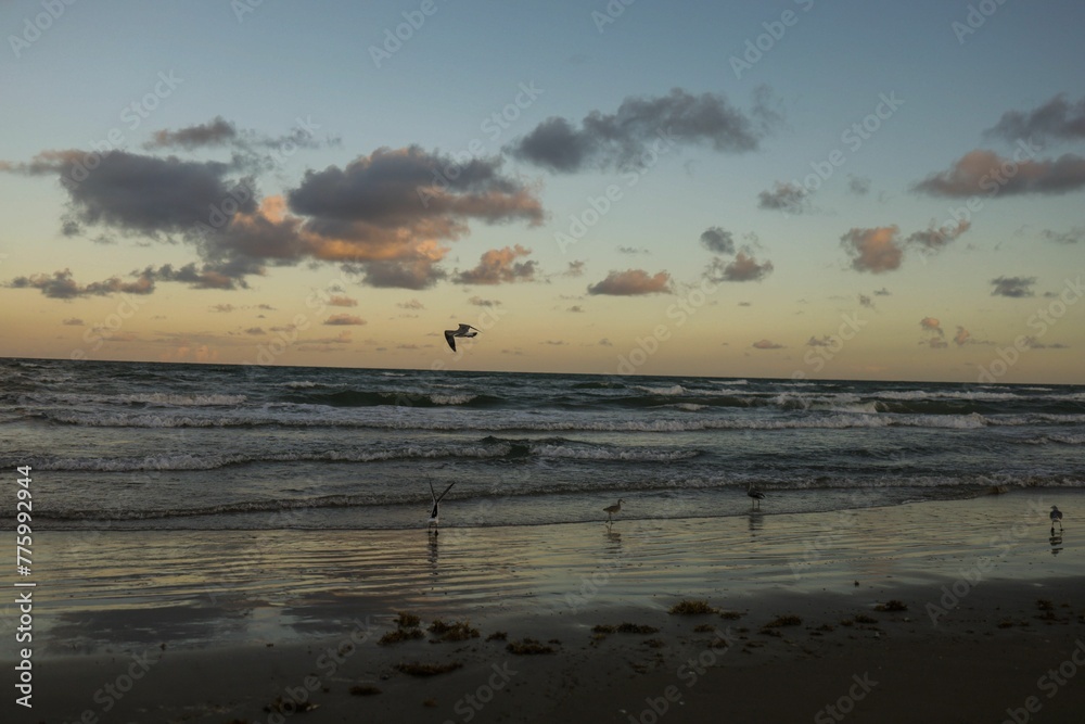Scenic shot of a peaceful evening with a wavy sea and seagulls soaring in the air