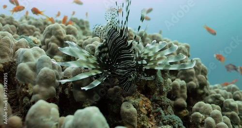 Group of orange fish swimming and Pterois olitans. photo