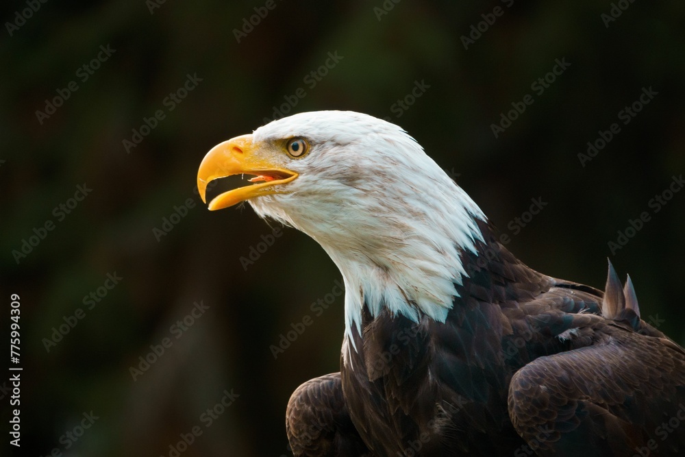 Fototapeta premium Shallow focus shot of a Bald eagle