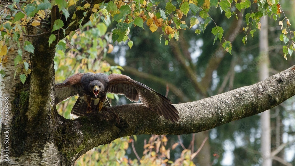 Closeup of Harris's hawk perched on a tree branch of a forest Closeup of Harris's hawk perched on a tree branch of a forest