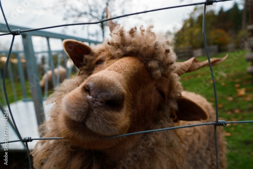 Closeup of the head of a woolly goat leaning head leaning on a mesh wire photo