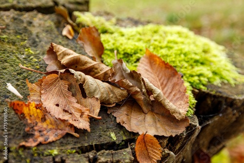 Closeup of a tree trunk with moss autumn leaves around with blurred background